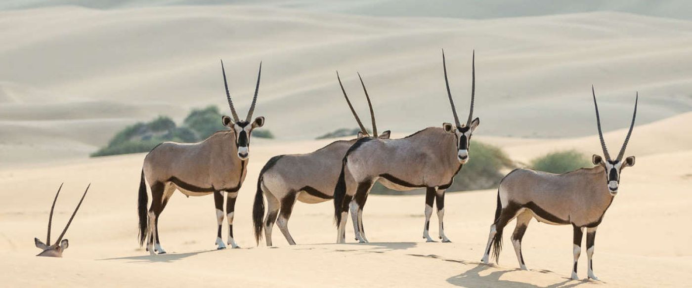 four oryx and oryx skull in sandy desert