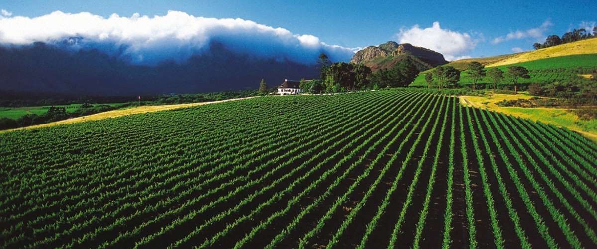 Mont Rochelle Estate Franschhoek with its neat dark green vineyard rows against a cloud covered mountain