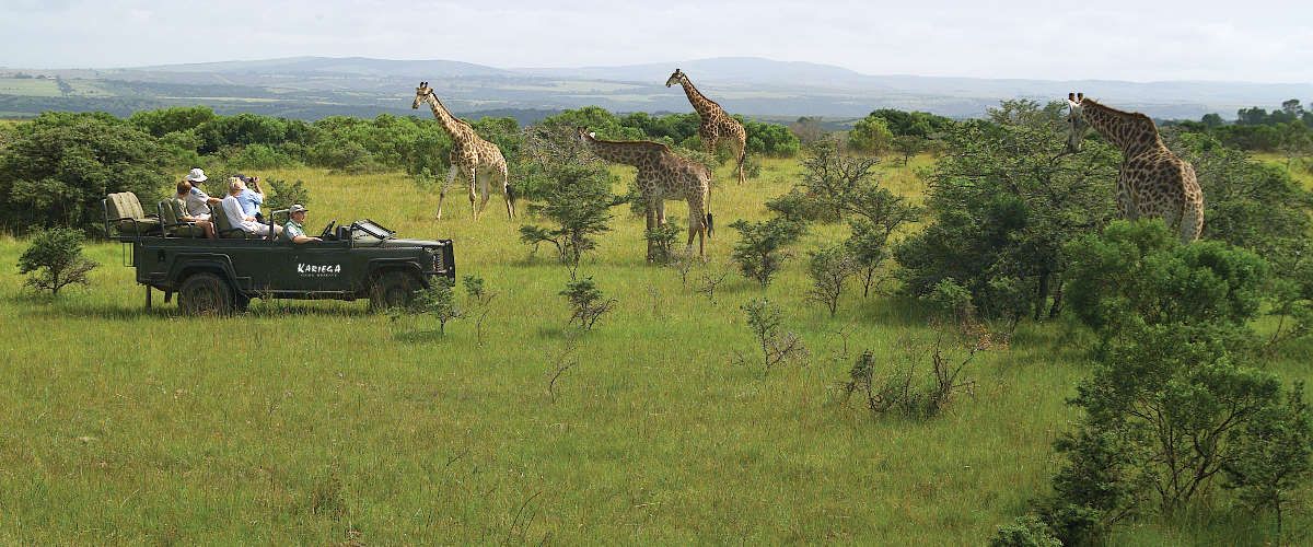 grazing giraffe surrounding game drive vehicle at malaria free Kariega Game Reserve
