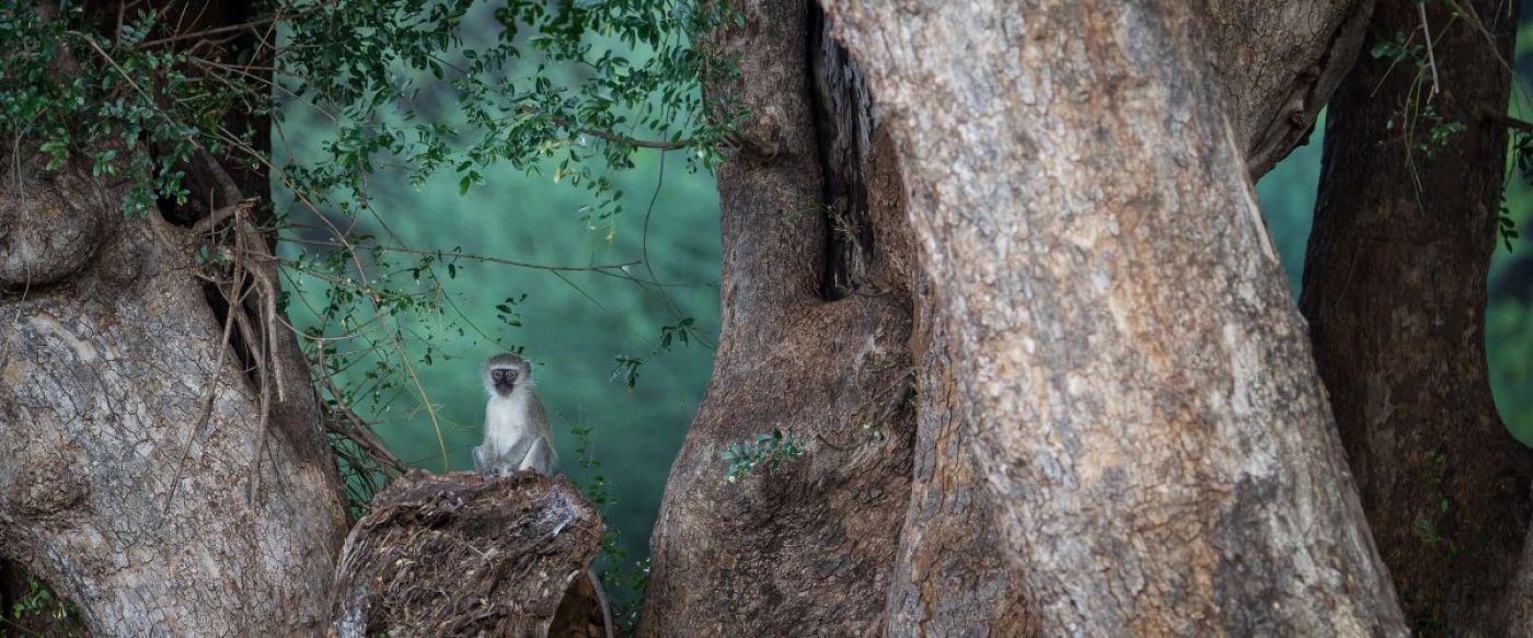 two Kruger Park zebra in green field with distant lightning flash