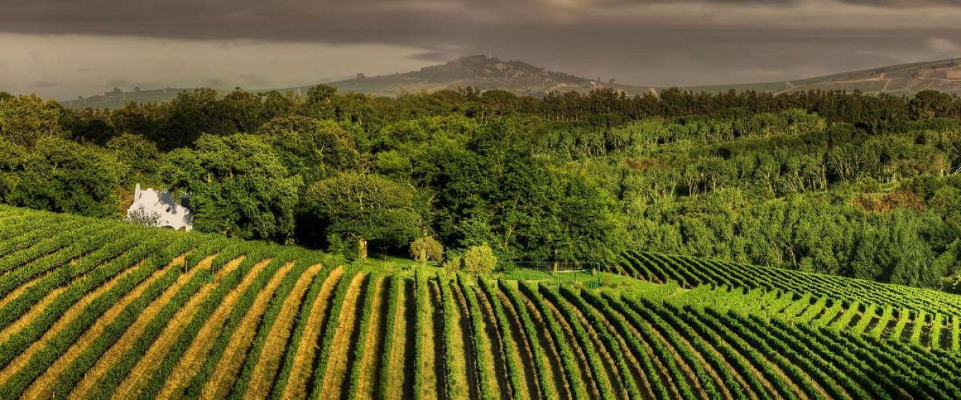 neat vineyard rows at Rust en Vrede Wine Estate Stellenbosch