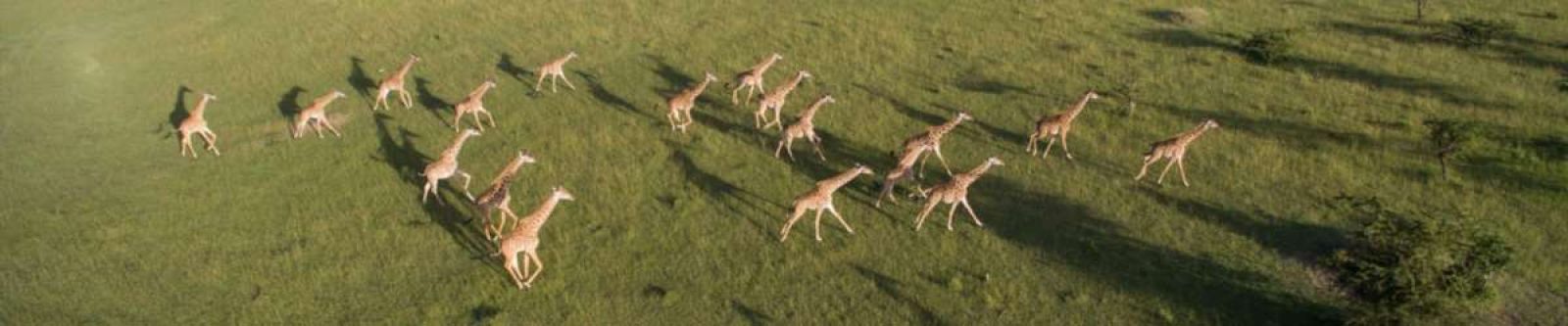 Out in Africa The Serengeti
