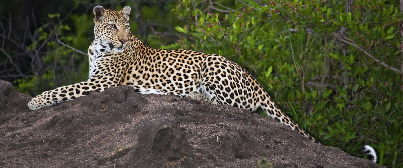 beautiful young leopard resting on a mound of soil in the bush