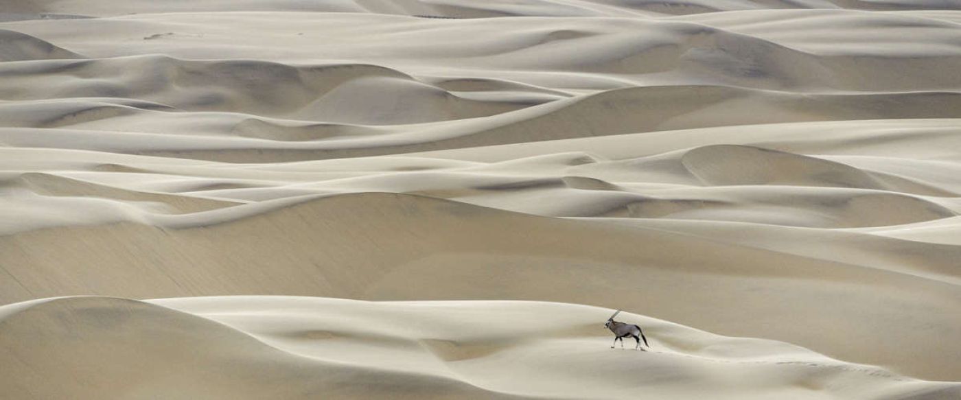 single oryx making its way through an endless sea of desert sand 